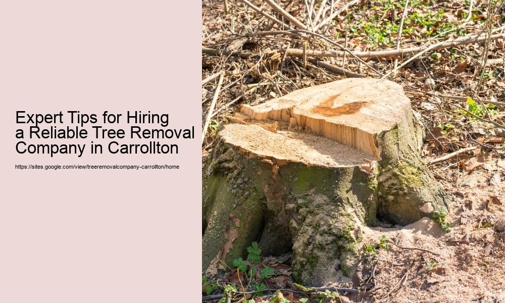 Expert Tips for Hiring a Reliable Tree Removal Company in Carrollton
