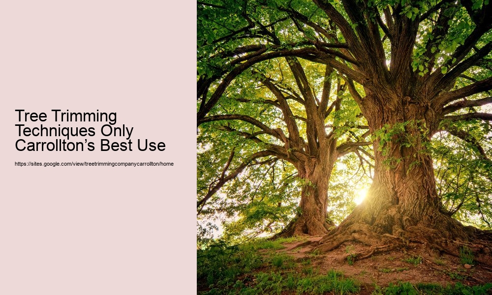 Tree Trimming Techniques Only Carrollton’s Best Use