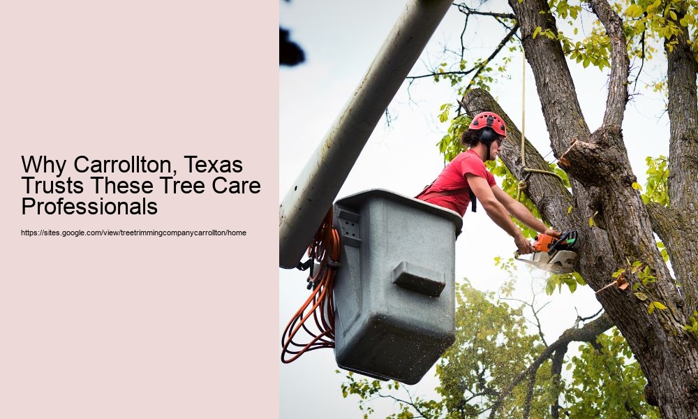 Why Carrollton, Texas Trusts These Tree Care Professionals